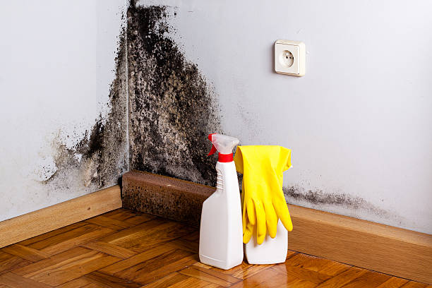Best Mold Testing and Inspection Services in Stearns, KY
